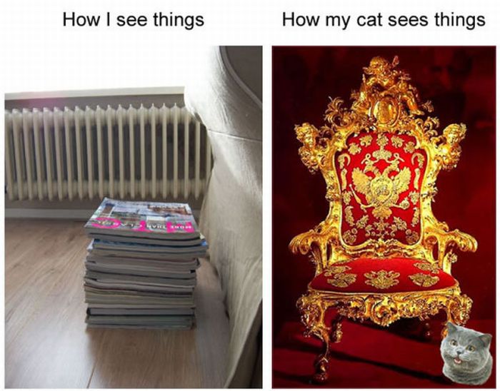 How My Cat Sees Things (6 pics)