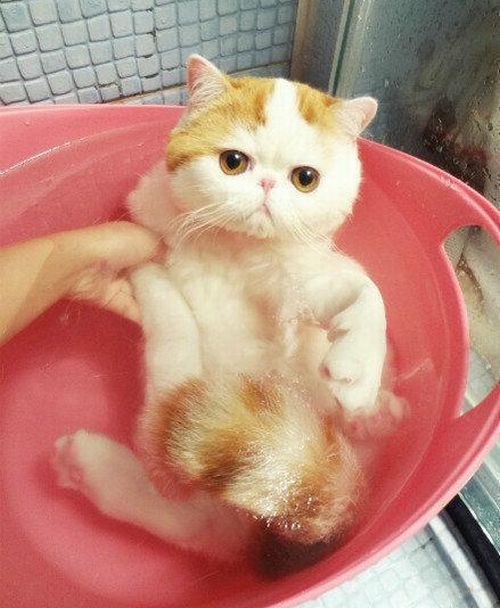 Very Cute Cat Taking Bath (7 pics)