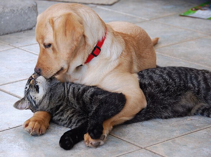 Cats And Dogs (20 pics)