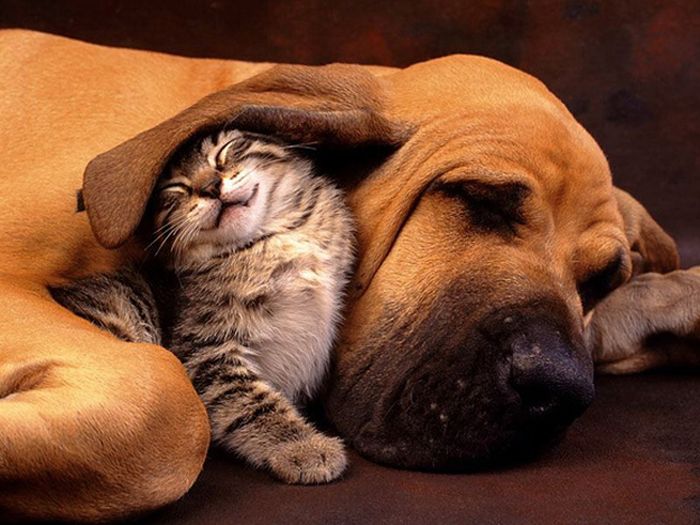 Cats And Dogs (20 pics)