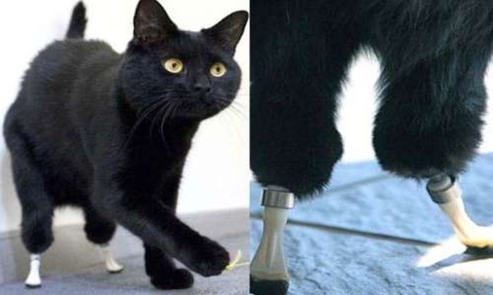 Cat with Prosthetic Legs (10 pics)