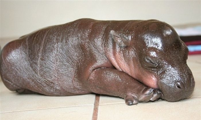 6-Day-Old Hipopotamus (6 pics)