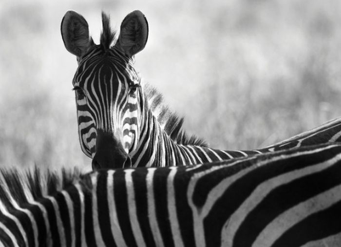 Black and White Animal Photography (50 pics)