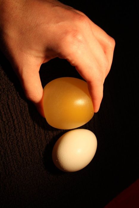 Naked Egg Experiment. Egg vs Vinegar (12 pics)