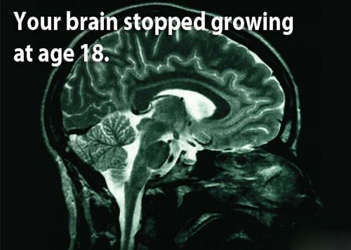 Facts About the Human Brain (18 pics)