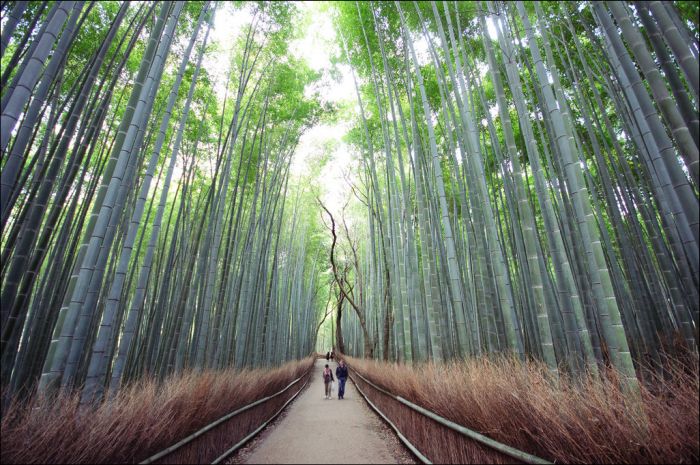 Sagano Bamboo Forest (12 pics)