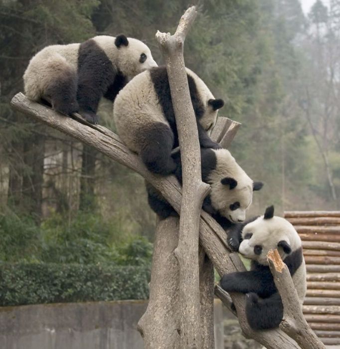 Pandas at Sichuan Giant Panda Sanctuaries (40 pics)