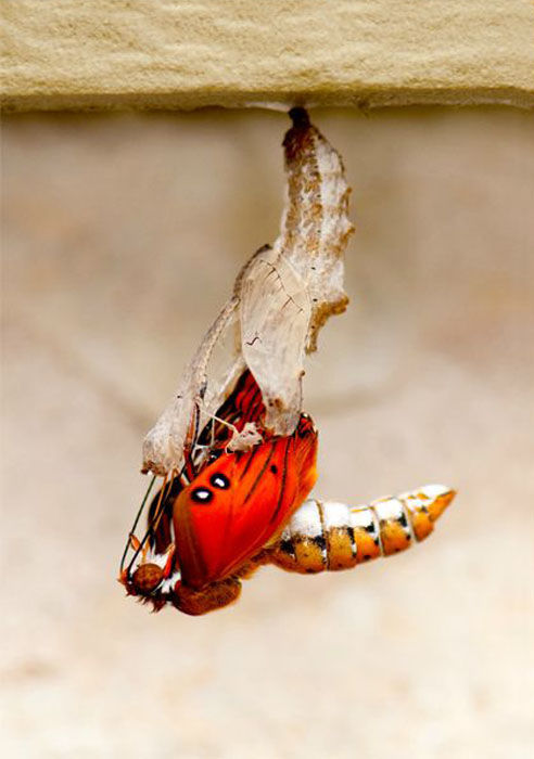 The Birth of a Butterfly (10 pics)