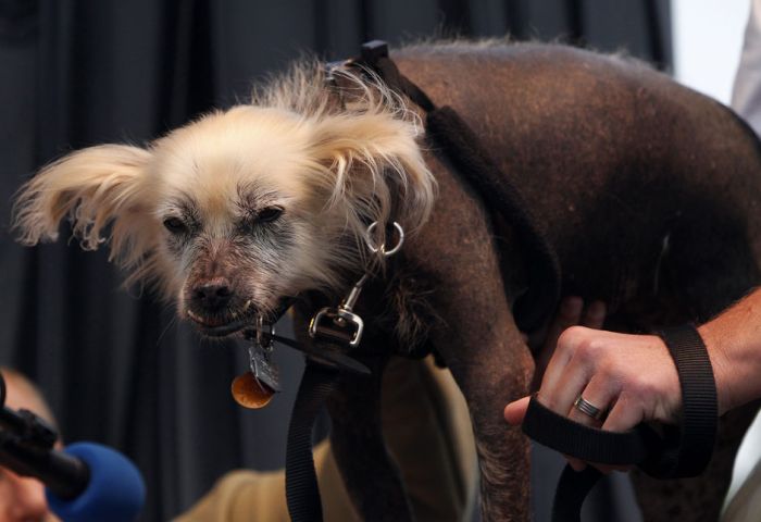 The World's Ugliest Dog 2012 (16 pics)