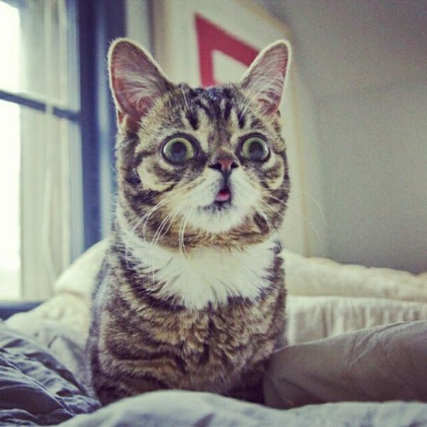 Уникальная кошка (39 фото) Lil Bub Cat (39 pics)
