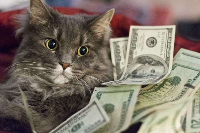 Cats With Cash