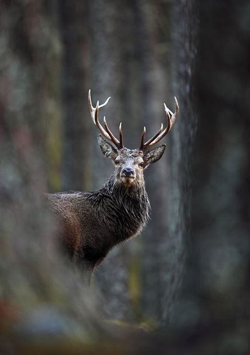 The Winners of British Wildlife Photography Awards 2012 (29 pics)