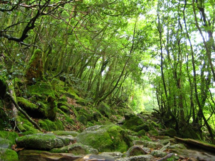 Beautiful Forest on Japanese Yakushima Island (12 pics)