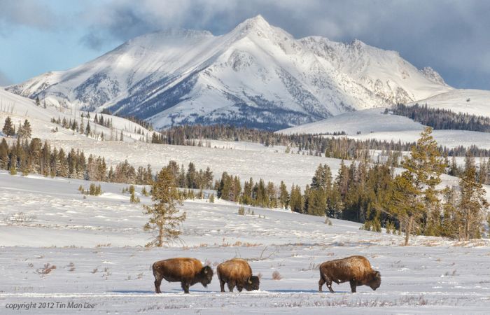 Beauty of Yellowstone (57 pics)