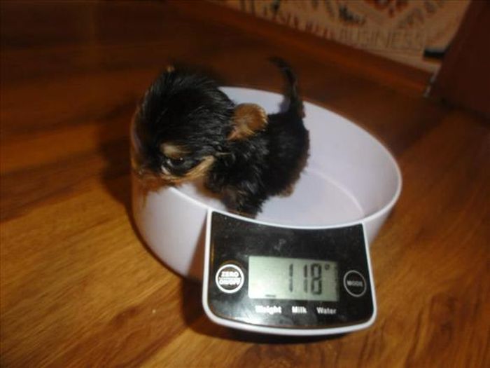 Terrier Meysi is the World's Smallest Dog (11 pics)