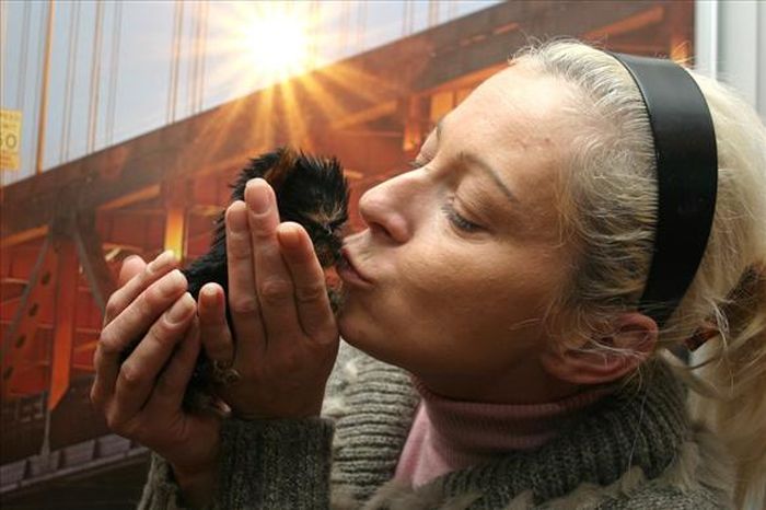 Terrier Meysi is the World's Smallest Dog (11 pics)