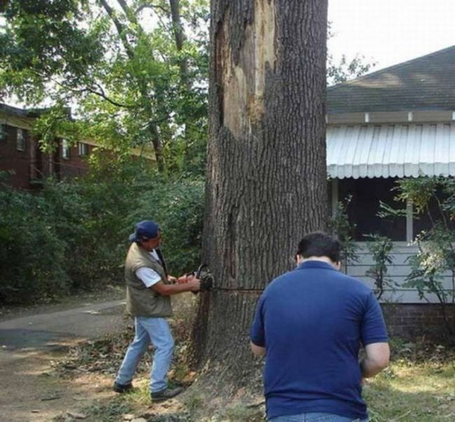 Tree Cutting Fail (4 pics)