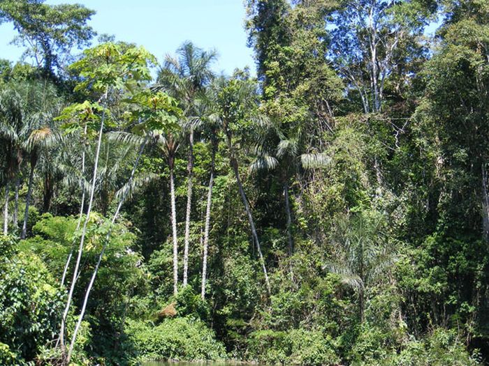 Η ομορφιά του δάσος του Αμαζονίου (46 pics)