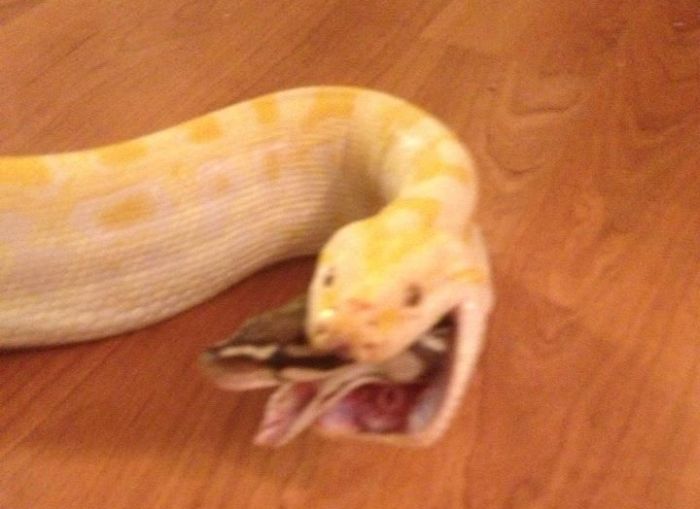 Τρώγοντας φίδι Ένα άλλο φίδι (3 pics)