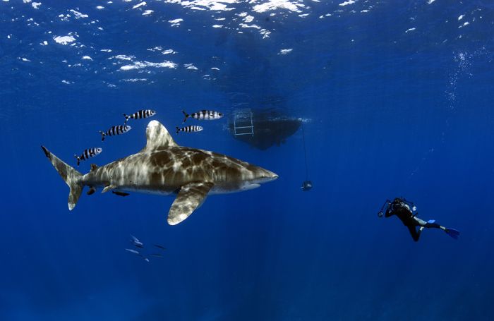 Κολύμβηση με καρχαρίες (88 pics)