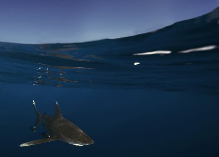 Κολύμβηση με καρχαρίες (88 pics)