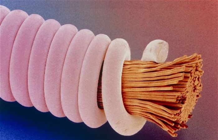 Everyday Items under a Microscope (27 pics)