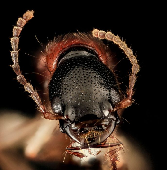 곤충의 매크로 사진 (40 사진)