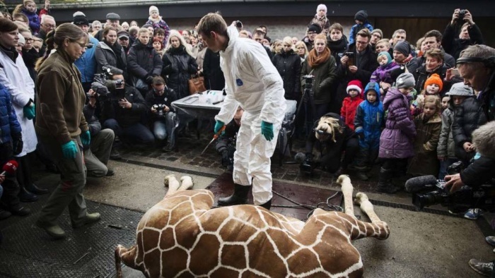 Marius the Giraffe Killed at Copenhagen Zoo (13 pics)