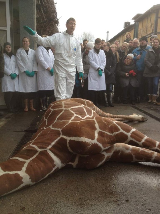 Marius the Giraffe Killed at Copenhagen Zoo (13 pics)