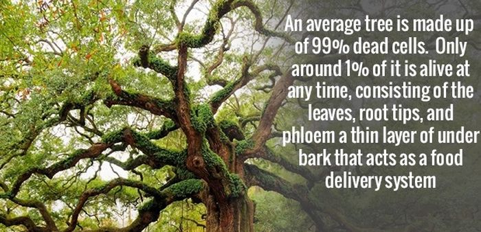 More Amusing Facts To Get Your Brain Going (32 pics)