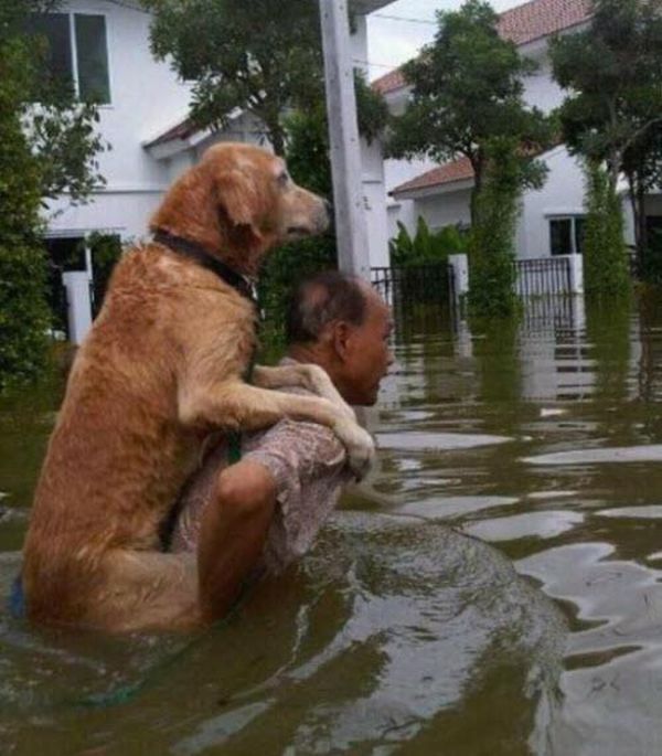Proof That Animals And Humans Need Each Other (26 pics)