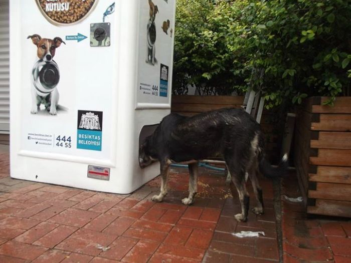 Amazing Machine Feeds Homeless Animals (8 pics)