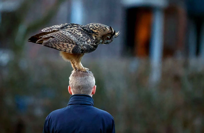 This Dutch Owl Loves Landing On People’s Heads (8 pics)