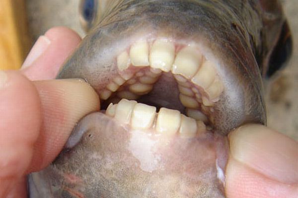 The fish from your nightmares (2 pics)