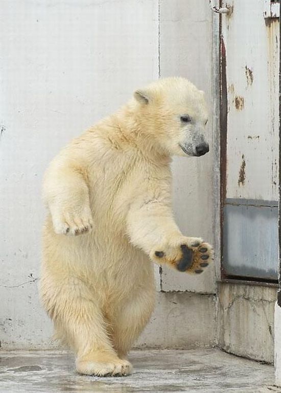 Dancing polar bear  (4 pics)