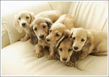 Cute puppies (17 pics)
