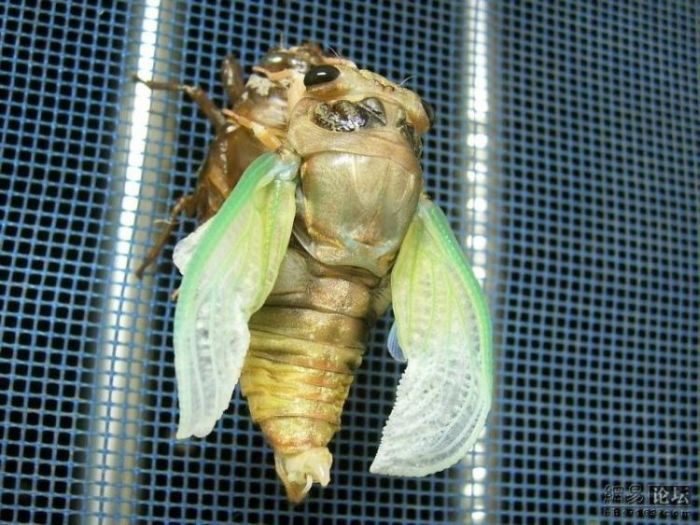 Transformation of a cicada (11 pics)