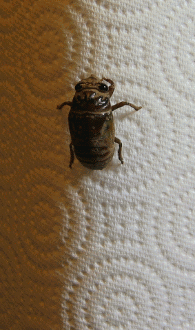 Transformation of a cicada (11 pics)