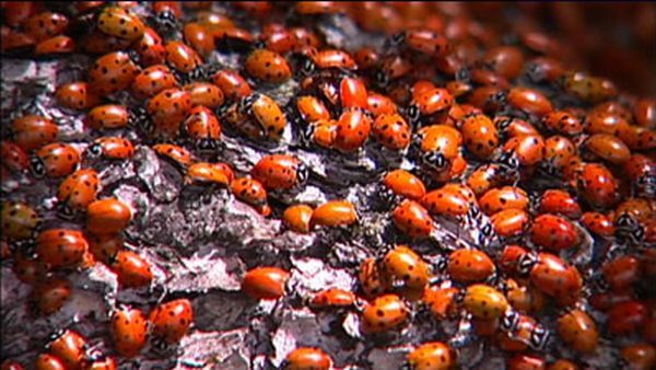 Ladybugs occupy a city in Colorado  (29 pics)