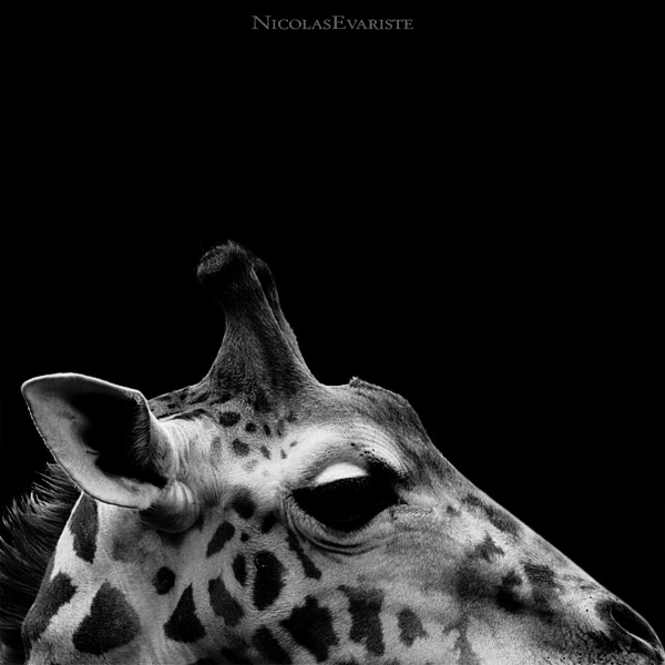 Animal Photos by Nicolas Evariste (25 pics)