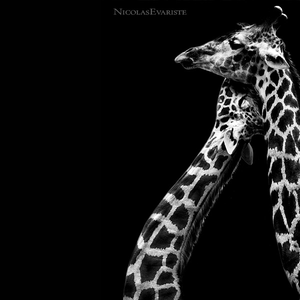 Animal Photos by Nicolas Evariste (25 pics)