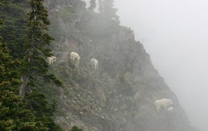 Goats on Rocks (5 pics)