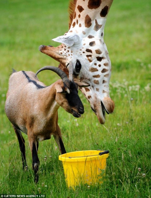 Giraffe and a goat are best friends (3 pics)