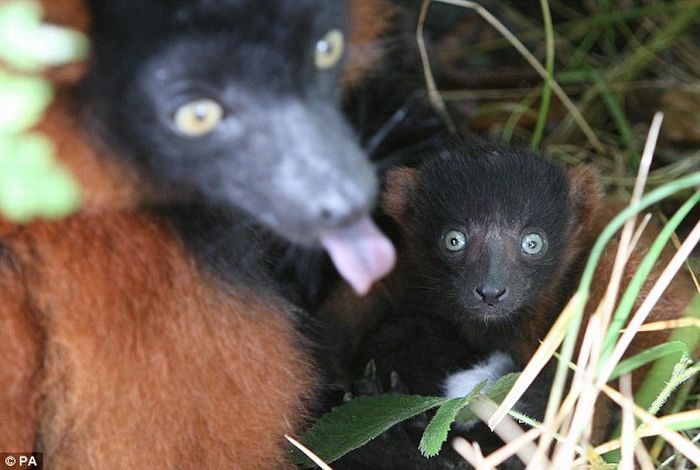 Baby Lemur Eats a Pear (6 pics)
