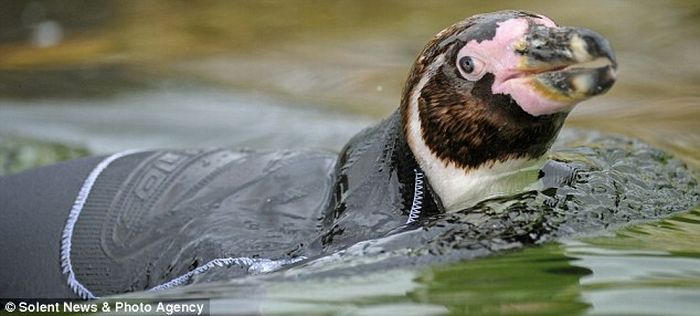 Featherless penguin and his new suit (4 pics)
