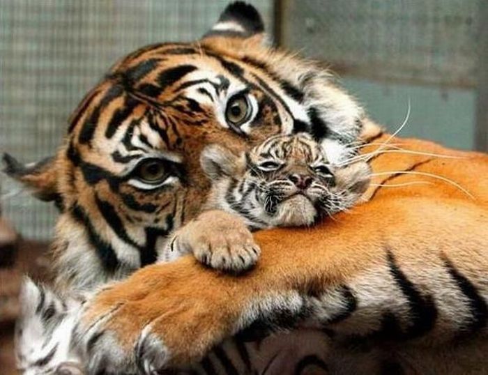 Humans or Animals. Who are better parents? (38 pics)