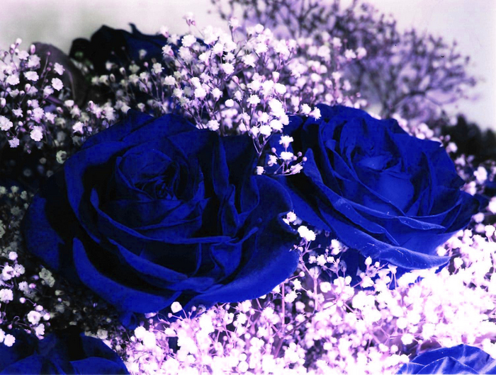 Blue Roses (24 pics)