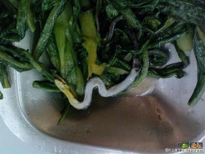 A snake surprise in salad (4 pics)