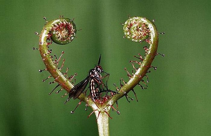 Plants that eat insects and even animals (45 pics)