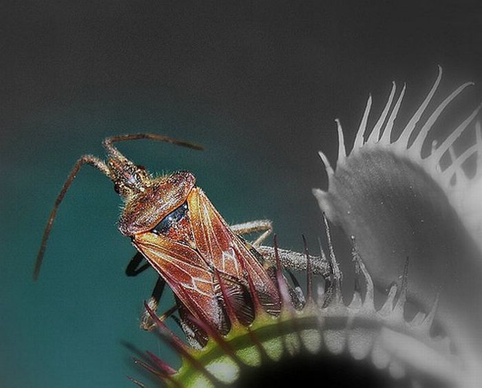 Plants that eat insects and even animals (45 pics)